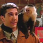 Capuchin monkey named "Marcel" from Friends