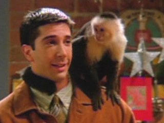 Capuchin monkey named "Marcel" from Friends