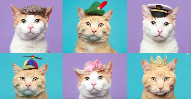 cats in hats