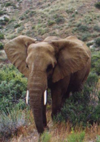 elephant e1592962531141