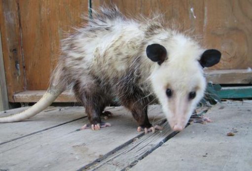 opossum cover e1592350408361