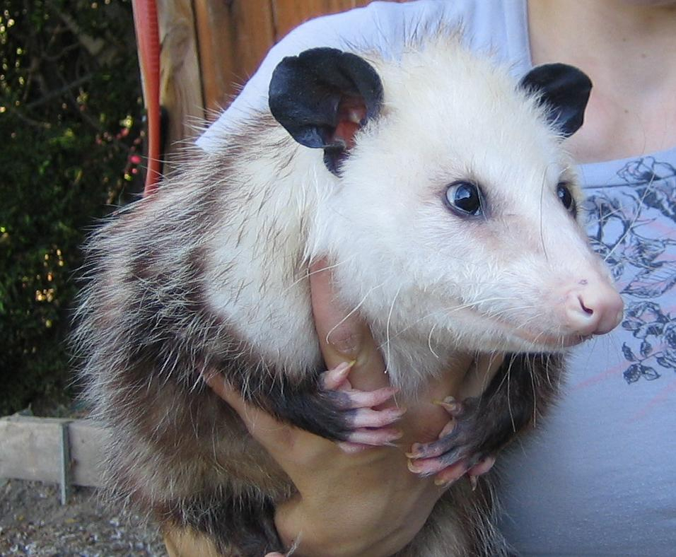 opossum