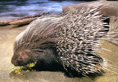 porcupine