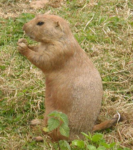 prairie dog cover