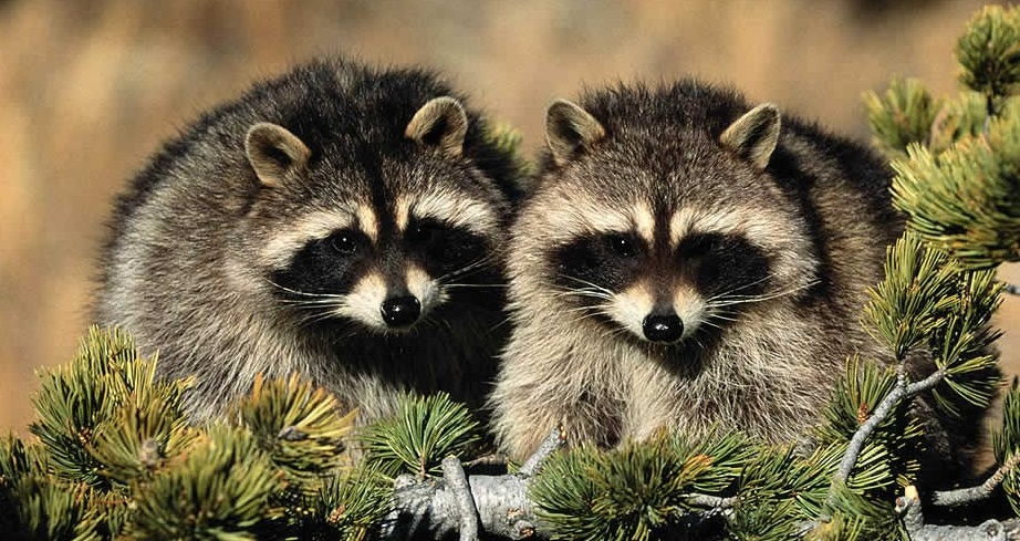 raccoons