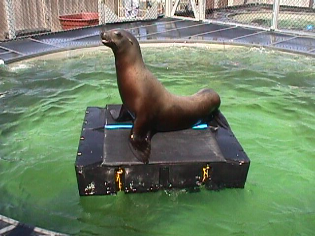 sealion