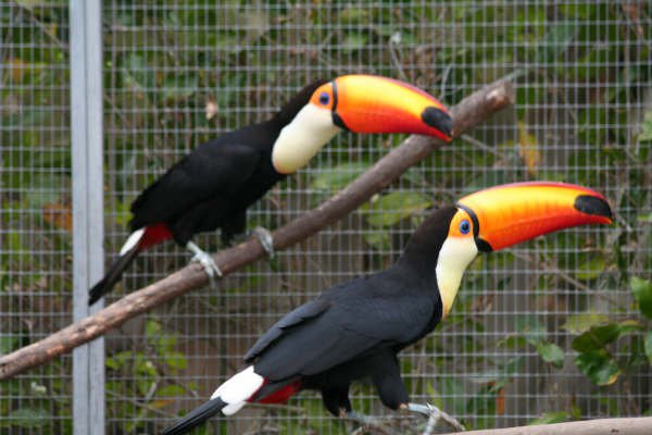 toucans