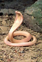 Albino Monocle Cobra 1 e1594673900617