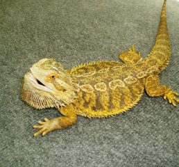 Bearded Dragon e1594673938487