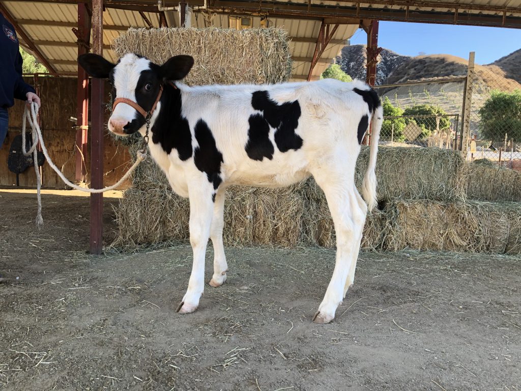 Calf scaled e1593808432910