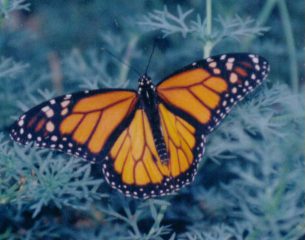 Monarch Butterfly e1594674445192