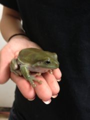 Wallace whites tree frog e1594674558222