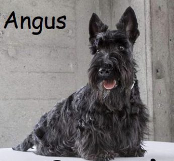 Angus Cover e1596481859582