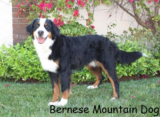 Bernese Mountain Dog