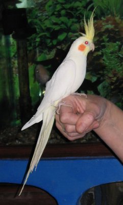 Cockatiel Lutino1