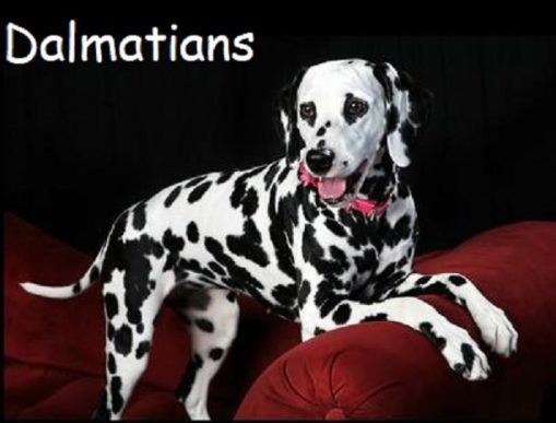 Dalmatians 1 e1596492019390