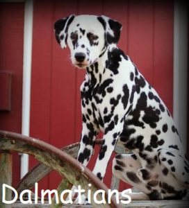 Dalmatians e1596487808503