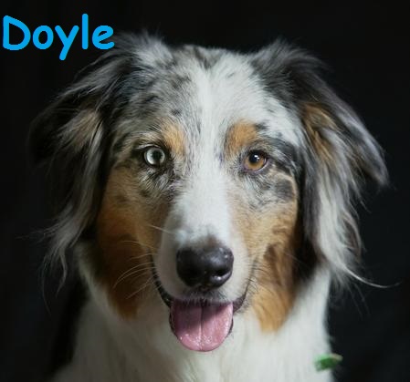 Doyle Head Shot