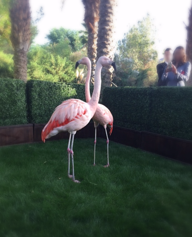 Flamingo Hedge