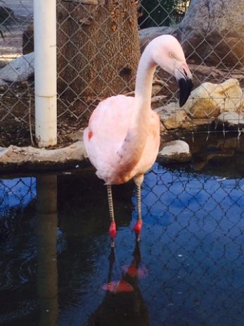 Flamingos Close Up e1597353788383