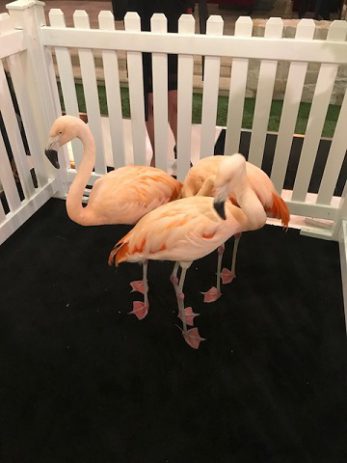 Flamingos Fence e1597353795425