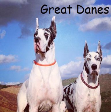 Great Danes e1596492092487