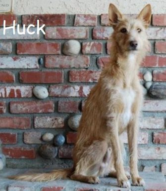 Huck e1596492077587