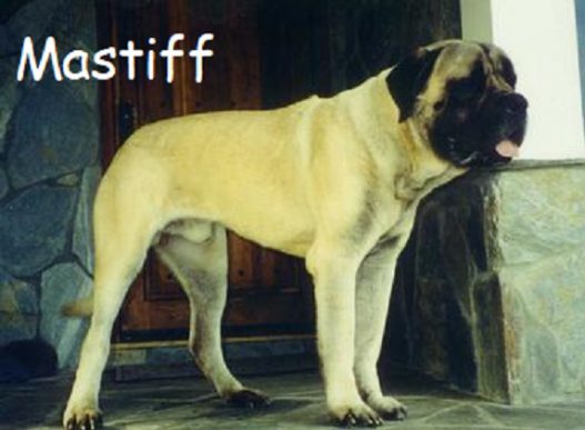 Mastiff e1596492069693