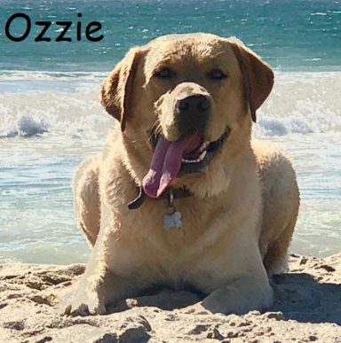 Ozzie Cover e1596492063206