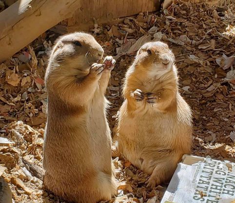 Pair of Prairie Dogs e1596830640705