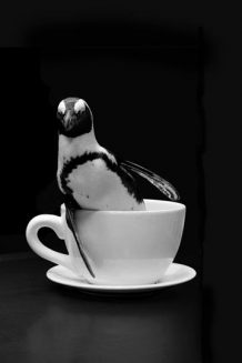 Penguin in Cup e1597249668907