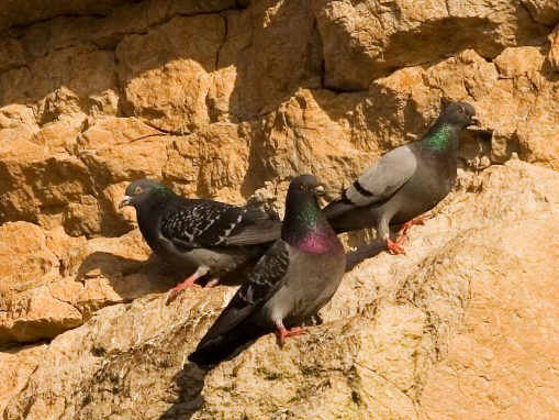 Rock pigeons on cliffs e1597091308316