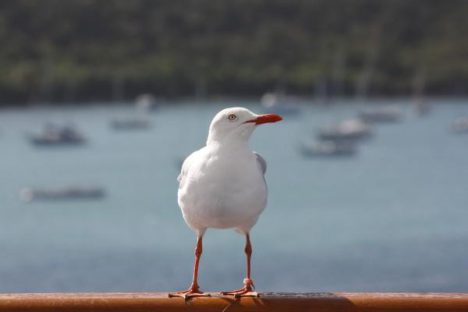 Seagull Carnival Cruise8 e1597089388570