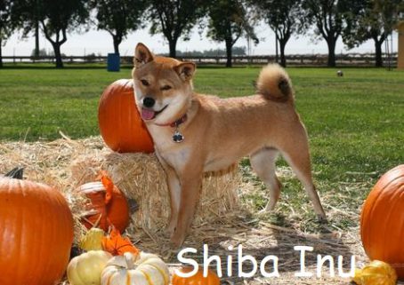 Shiba e1596481897333