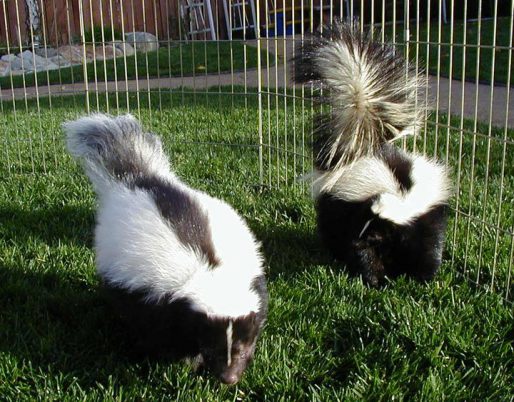 Skunk pair e1597168950858