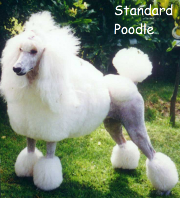 Standard Poodle e1596492054695