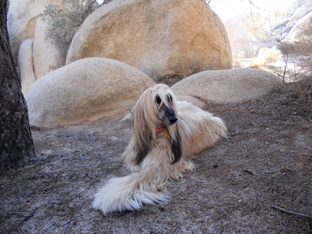 Tara in Rocks