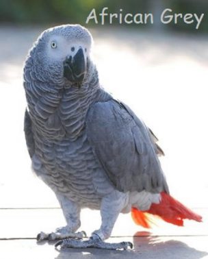 african grey cover e1597171374988