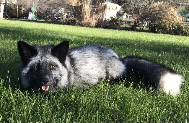 ash in grass