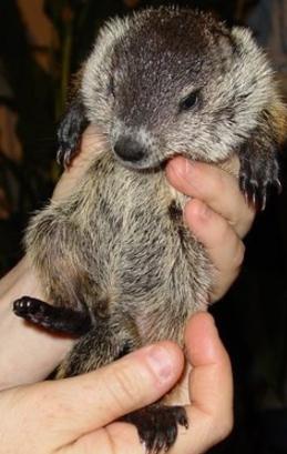 baby groundhog