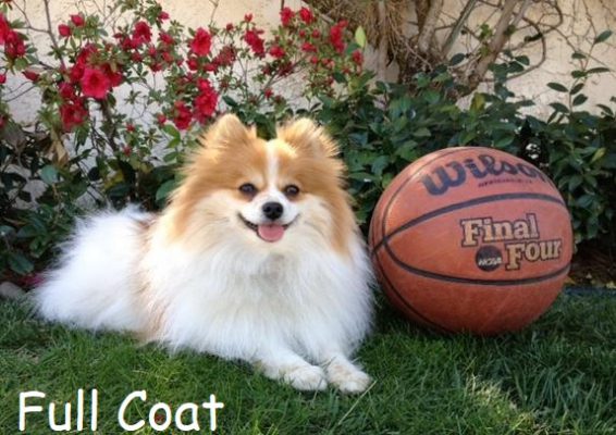 bitsie full coat e1596499077438