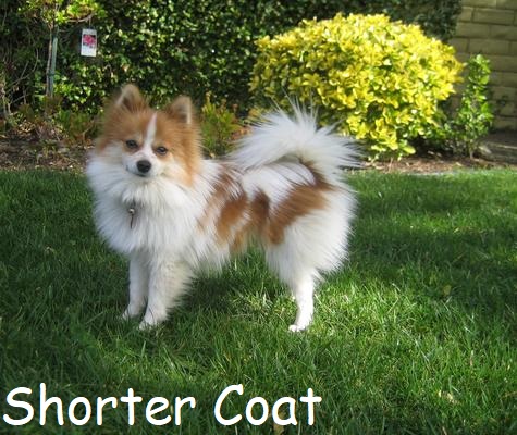 bitsie shorter coat