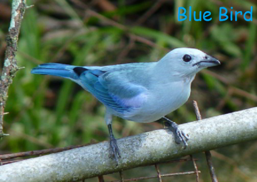 blue bird e1597082450711