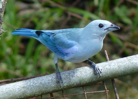 blue bird on branch