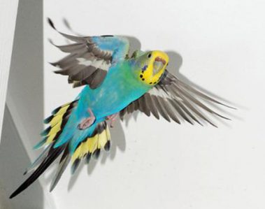 blue keet flying e1597178652970