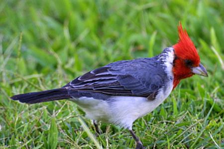 cardinal on grass