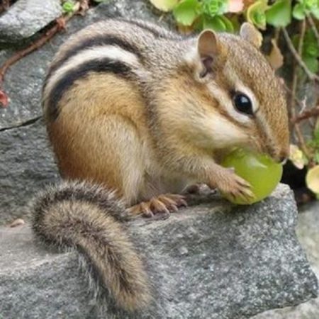 chipmunk with grape e1596835873682