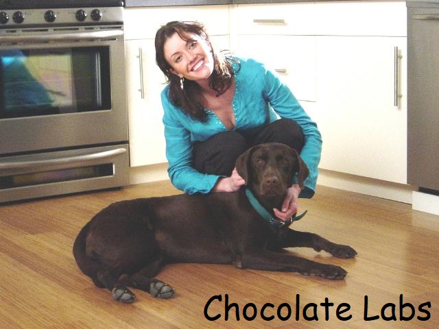 chocolate lab