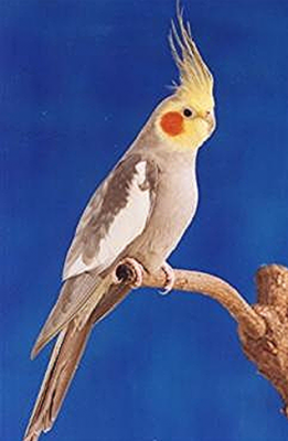 cockatiel on perch e1597180182566