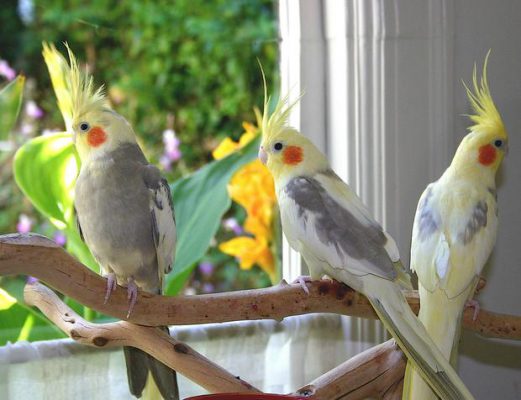 cockatiels on perch e1597180191854